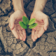 leaf growing from ground with hands holding it, branding consulting basics blog, by Scott Silverman, Los Angeles copywriter and brand consultant.