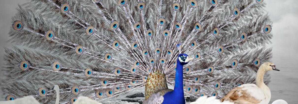 blue peacock amongst all white ones brand discovery blog, by Scott Silverman, Los Angeles copywriter and brand consultant.