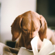 dog reading a book creative brief blog, by Scott Silverman, Los Angeles copywriter and brand discovery.