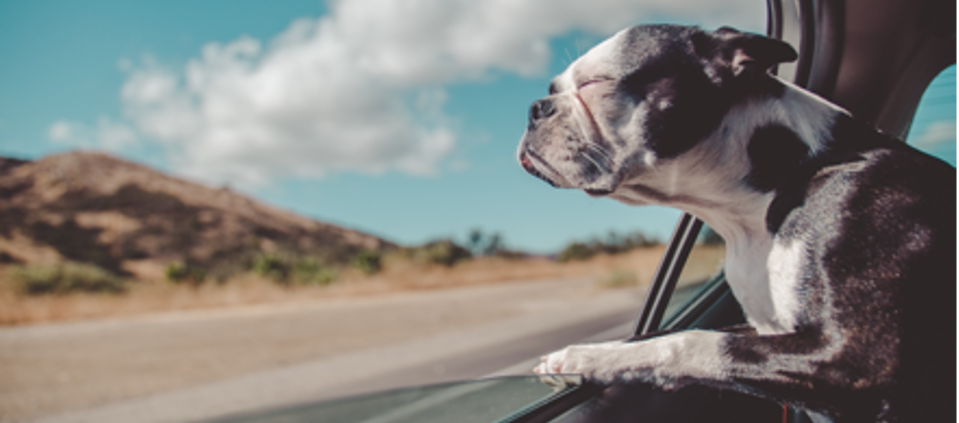 dog face out car window copywriting blog, by Scott Silverman, Los Angeles copywriter and brand consultant.